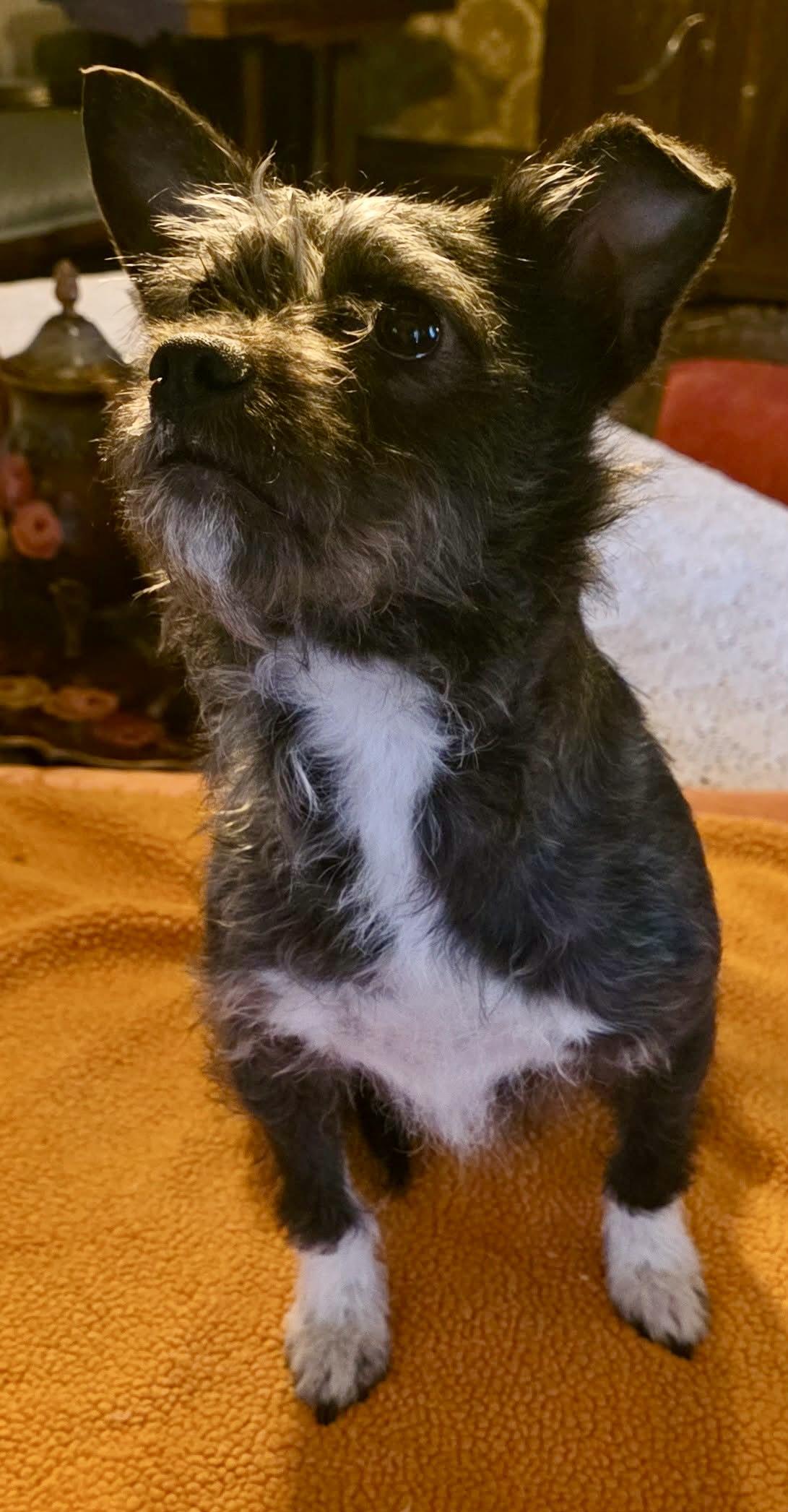 Enlarge Tulip, a Adoptable mixed breed in Riverside, CA image 4/5
