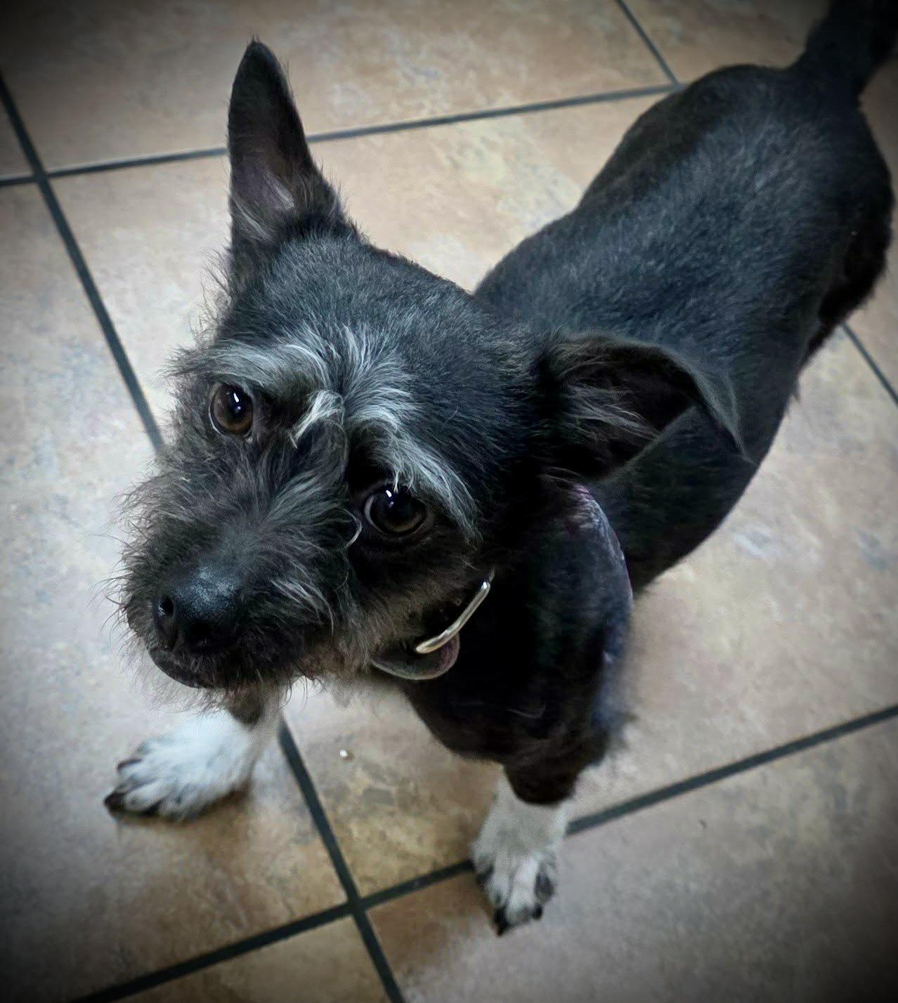 Enlarge Tulip, a Adoptable mixed breed in Riverside, CA image 2/5