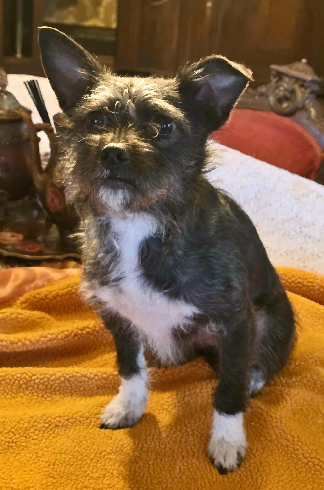 Enlarge Tulip, a Adoptable mixed breed in Riverside, CA image 5/5