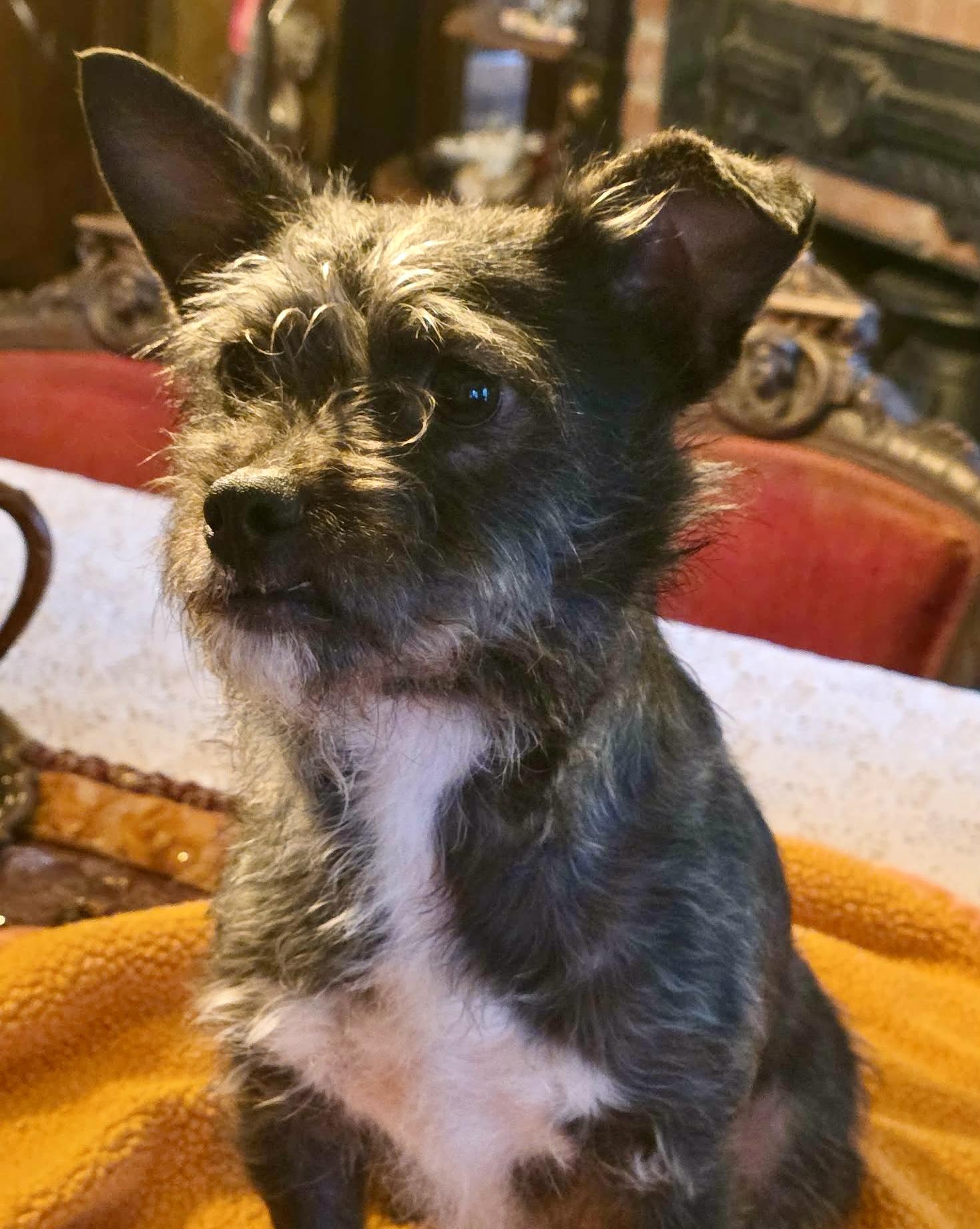 Tulip, Adoptable, Young Female Parson Russell Terrier & Yorkshire Terrier.