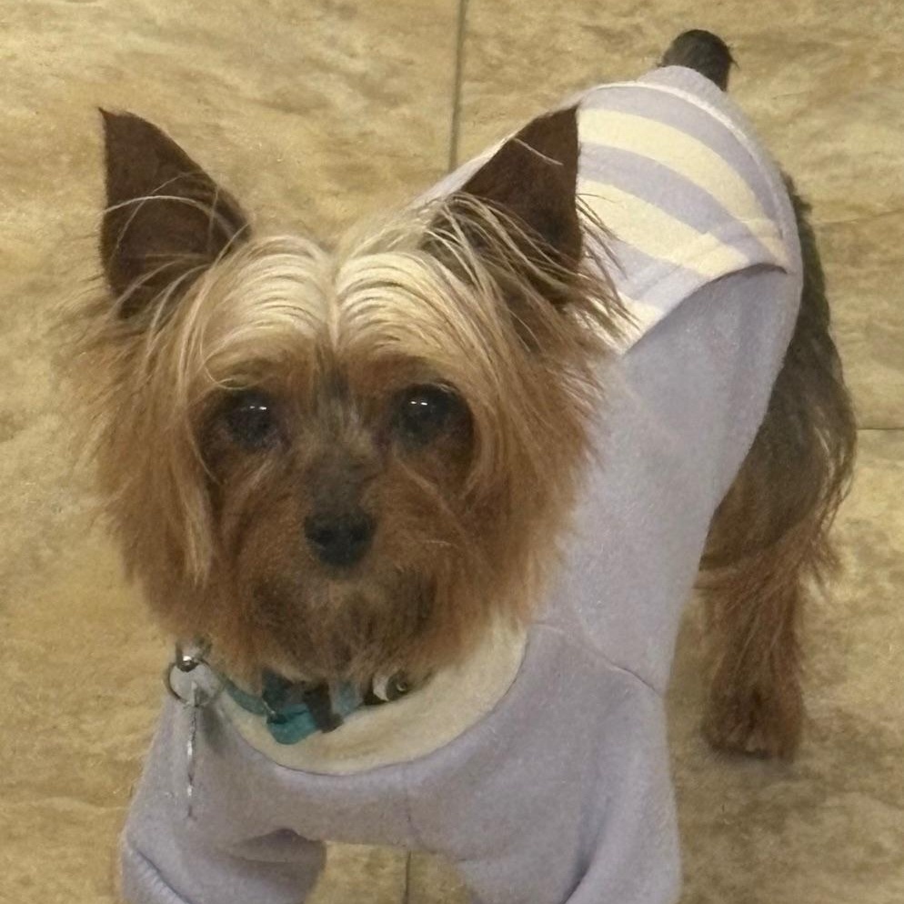 Enlarge Prada, a Adoptable Yorkshire Terrier in Hartland, WI image 5/6