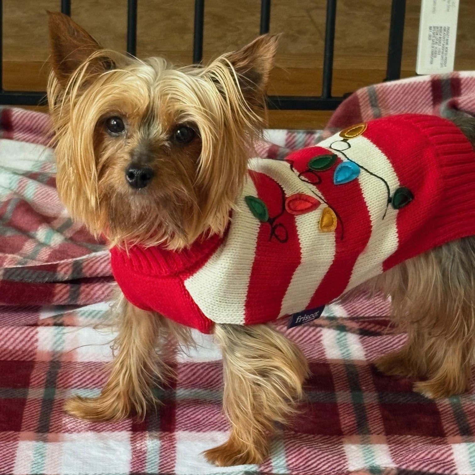 Enlarge Prada, a Adoptable Yorkshire Terrier in Hartland, WI image 1/6