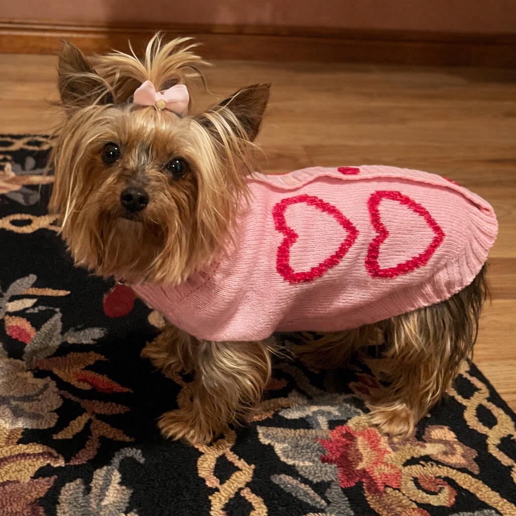 Prada, a Adoptable Yorkshire Terrier in Hartland, WI image 1/6