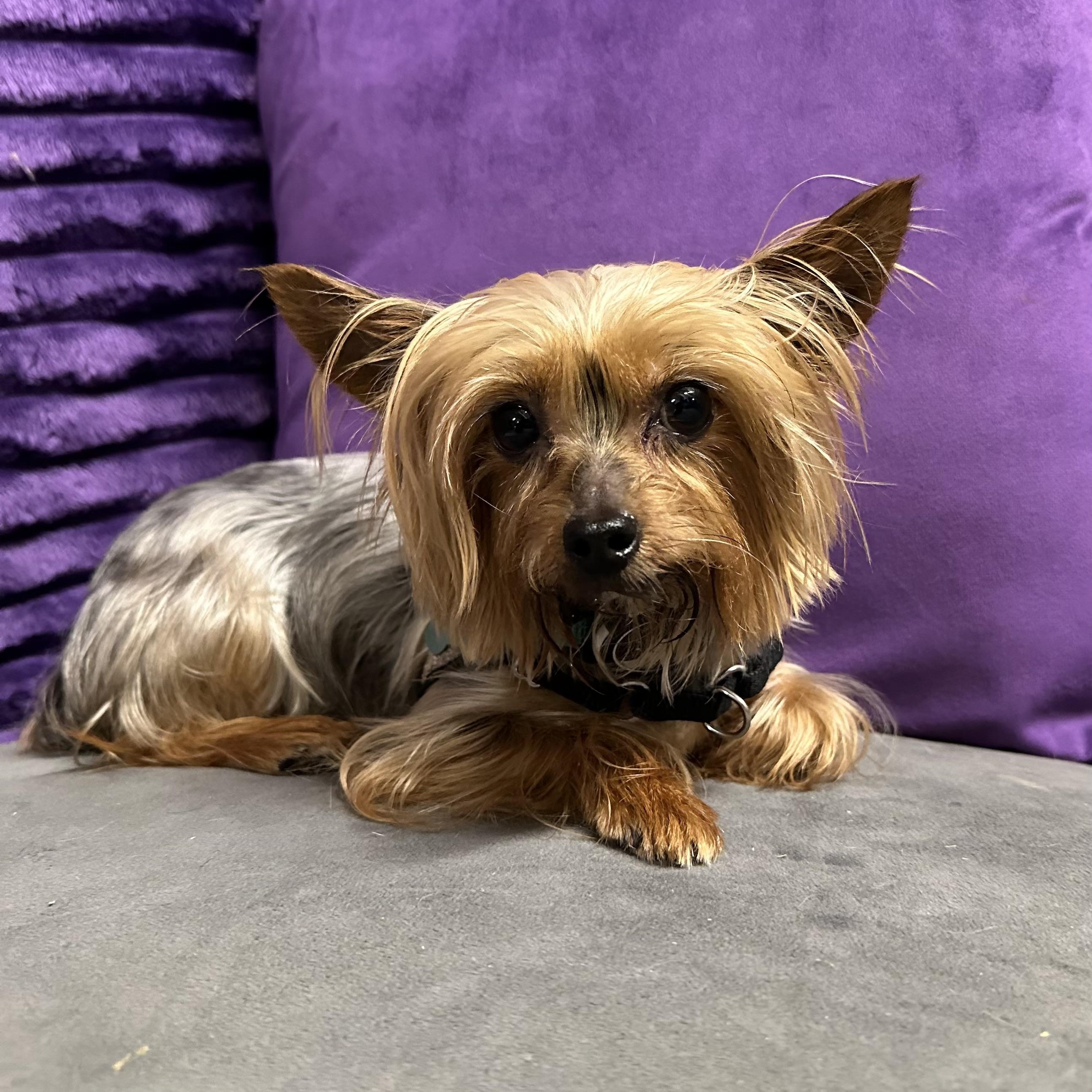 Enlarge Prada, a Adoptable Yorkshire Terrier in Hartland, WI image 6/6