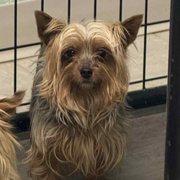 Prada-Foster Home Needed