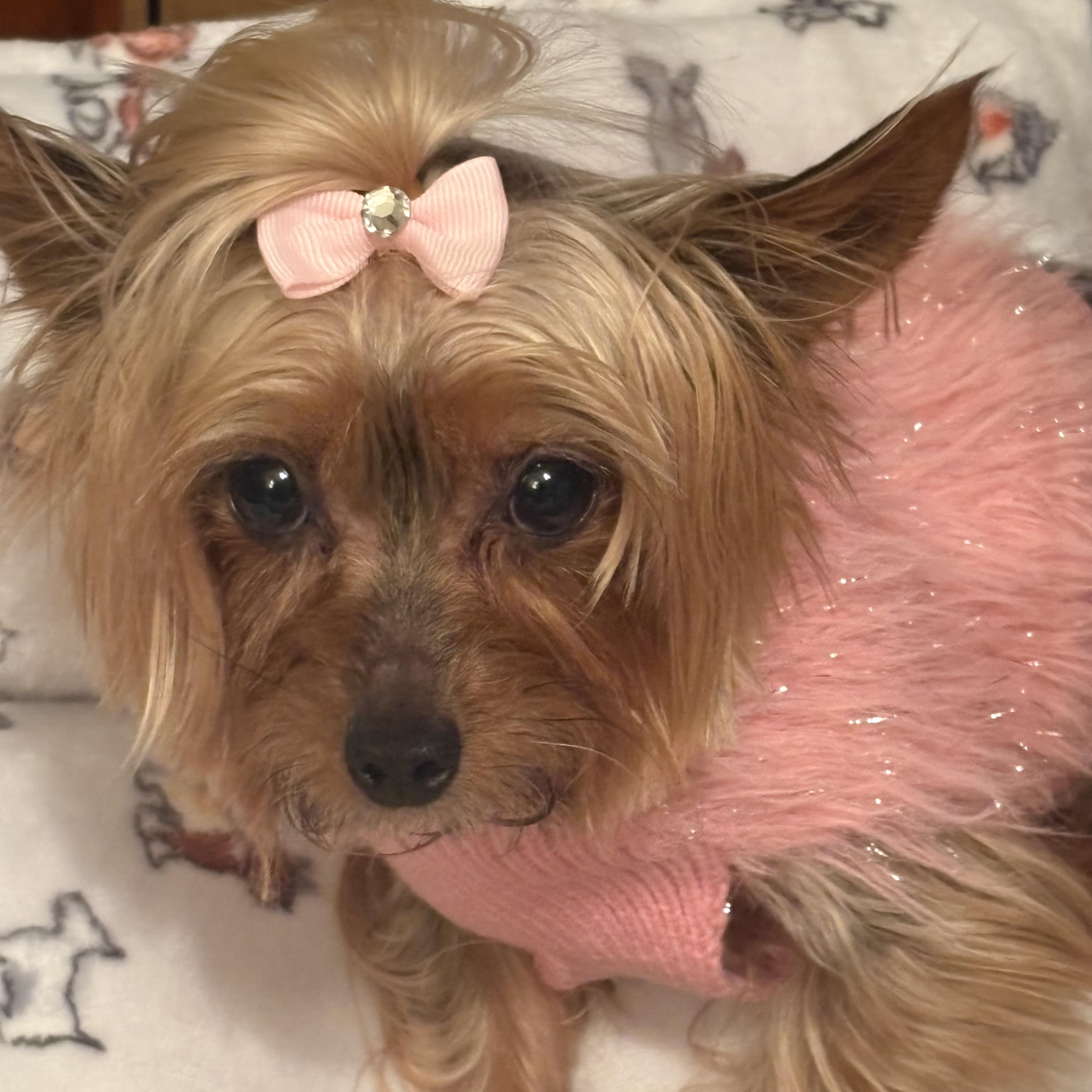 Enlarge Prada, a Adoptable Yorkshire Terrier in Hartland, WI image 2/6