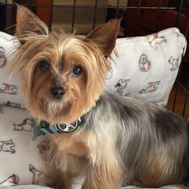 Enlarge Prada, a Adoptable Yorkshire Terrier in Hartland, WI image 4/6