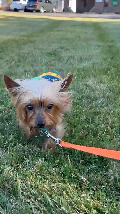 Enlarge Prada, a Adoptable Yorkshire Terrier in Hartland, WI video 3/6