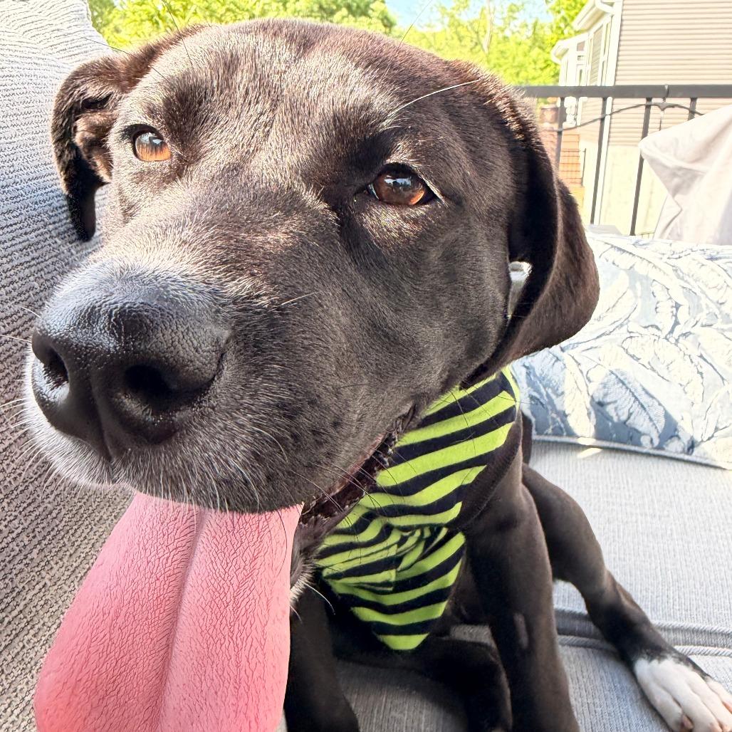 Ophelia, Adoptable, Young Female Labrador Retriever & Mixed Breed.