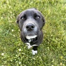 Ophelia, a Adoptable mixed breed in Cincinnati, OH image 2/5