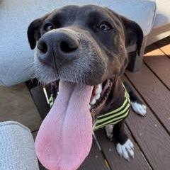 Ophelia, a Adoptable mixed breed in Cincinnati, OH image 3/5