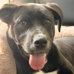 Ophelia, a Adoptable mixed breed in Cincinnati, OH image 4/5