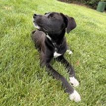 Ophelia, a Adoptable mixed breed in Cincinnati, OH image 5/5