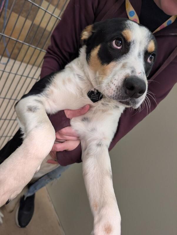 Oberyn, a Adoptable mixed breed in Westminster, CO image 1/6