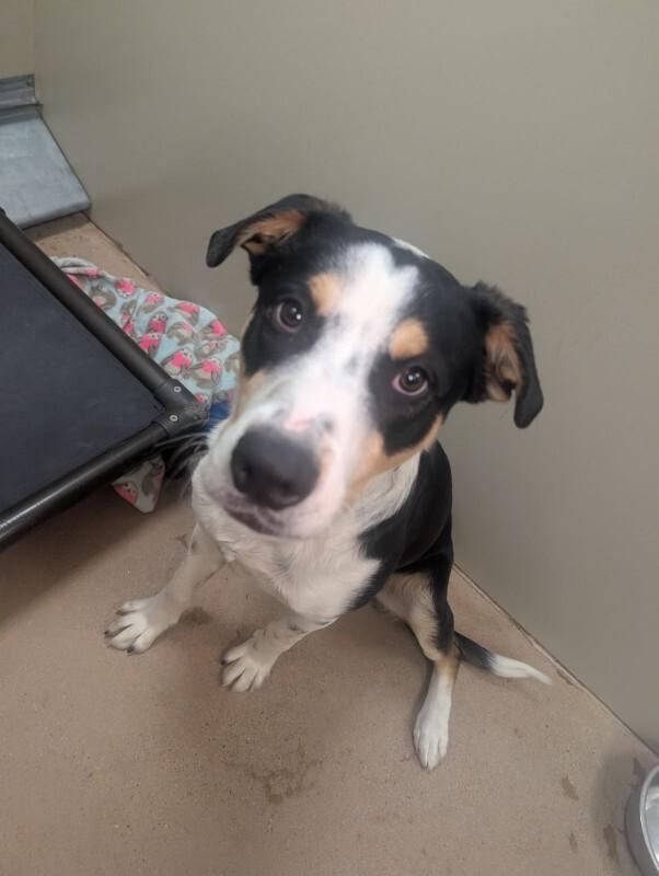 Oberyn, a Adoptable mixed breed in Westminster, CO image 2/6