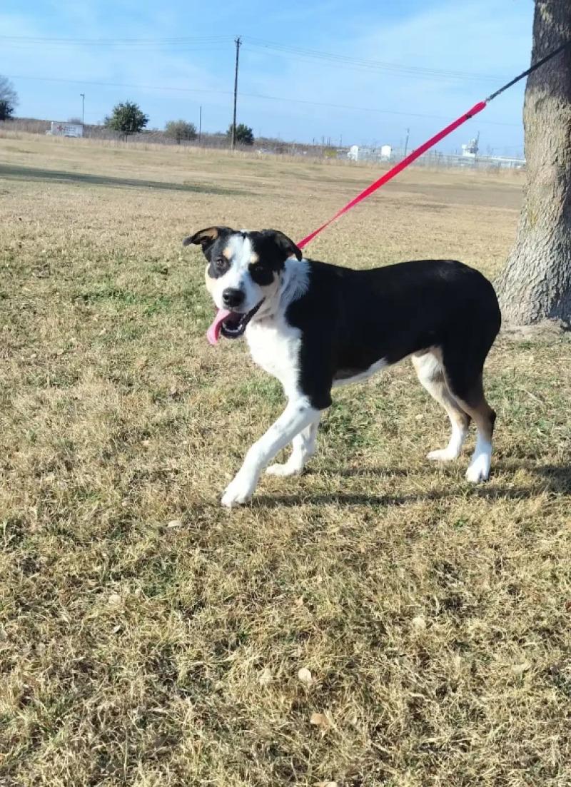 Oberyn, a Adoptable mixed breed in Westminster, CO image 3/6