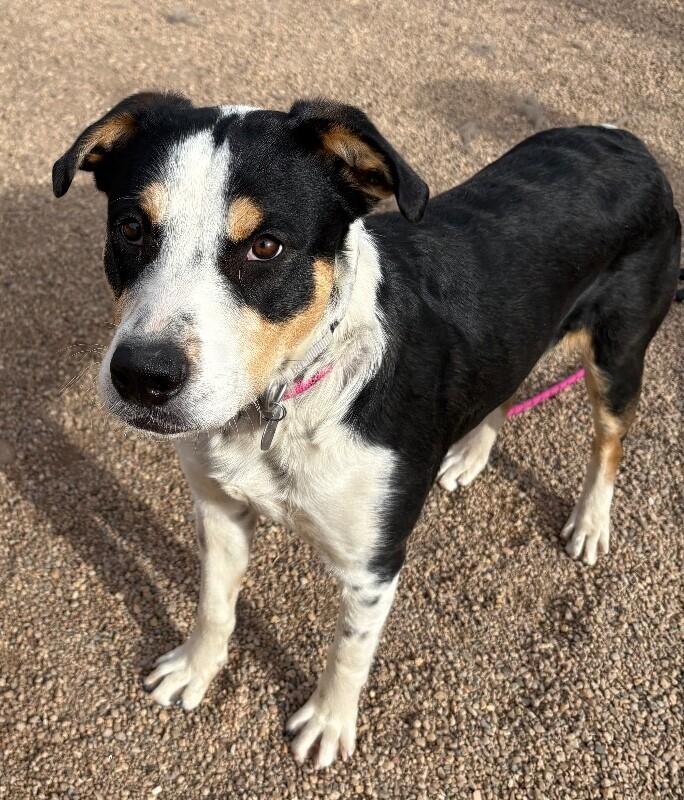 Enlarge Oberyn, a Adoptable mixed breed in Fort Collins, CO image 2/5