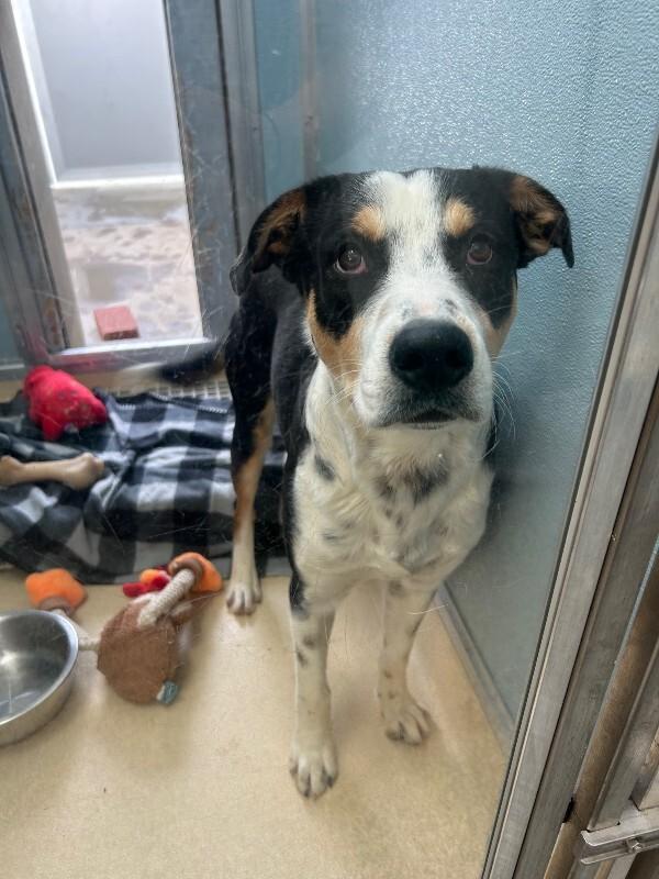 Oberyn, a Adoptable mixed breed in Westminster, CO image 4/6