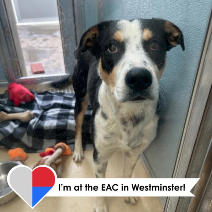 Oberyn, a Adoptable mixed breed in Westminster, CO image 6/6