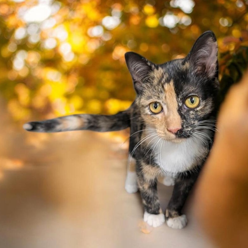 Mariah, Adopted, Young Female Calico.