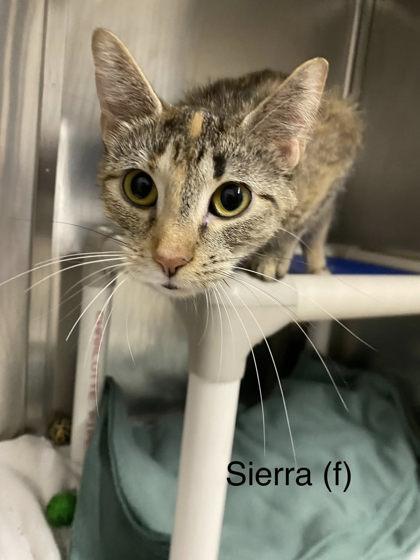Sierra, a Adoptable mixed breed in Hobart, IN image 1/3