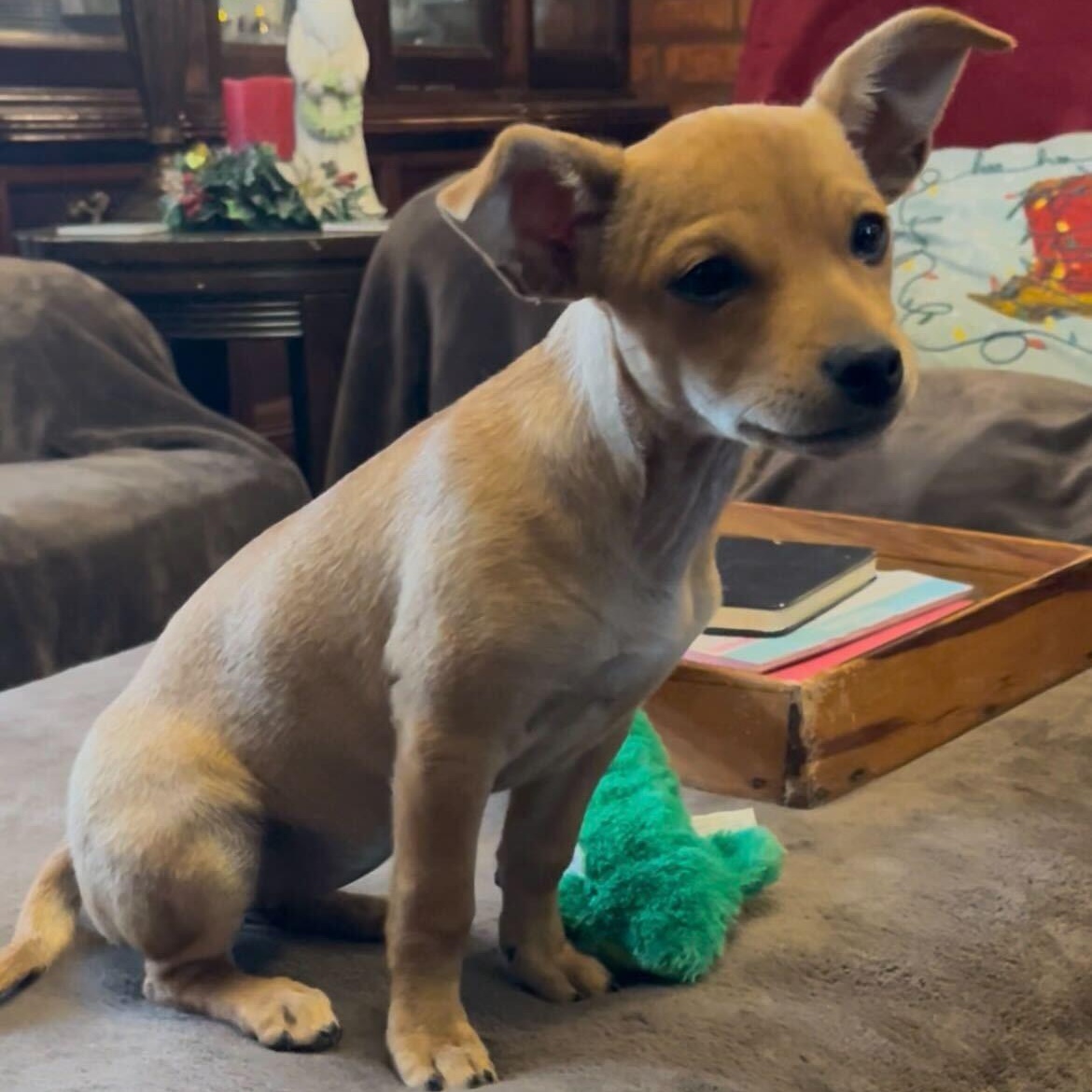 Kai, ADOPTABLE, Puppy Female Chihuahua.