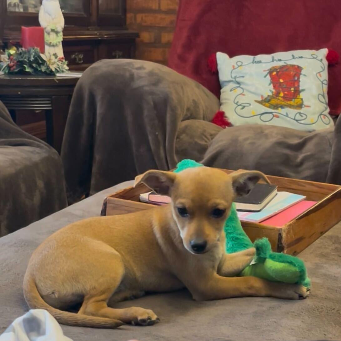 Enlarge Kai, a ADOPTABLE mixed breed in Marfa, TX image 3/5