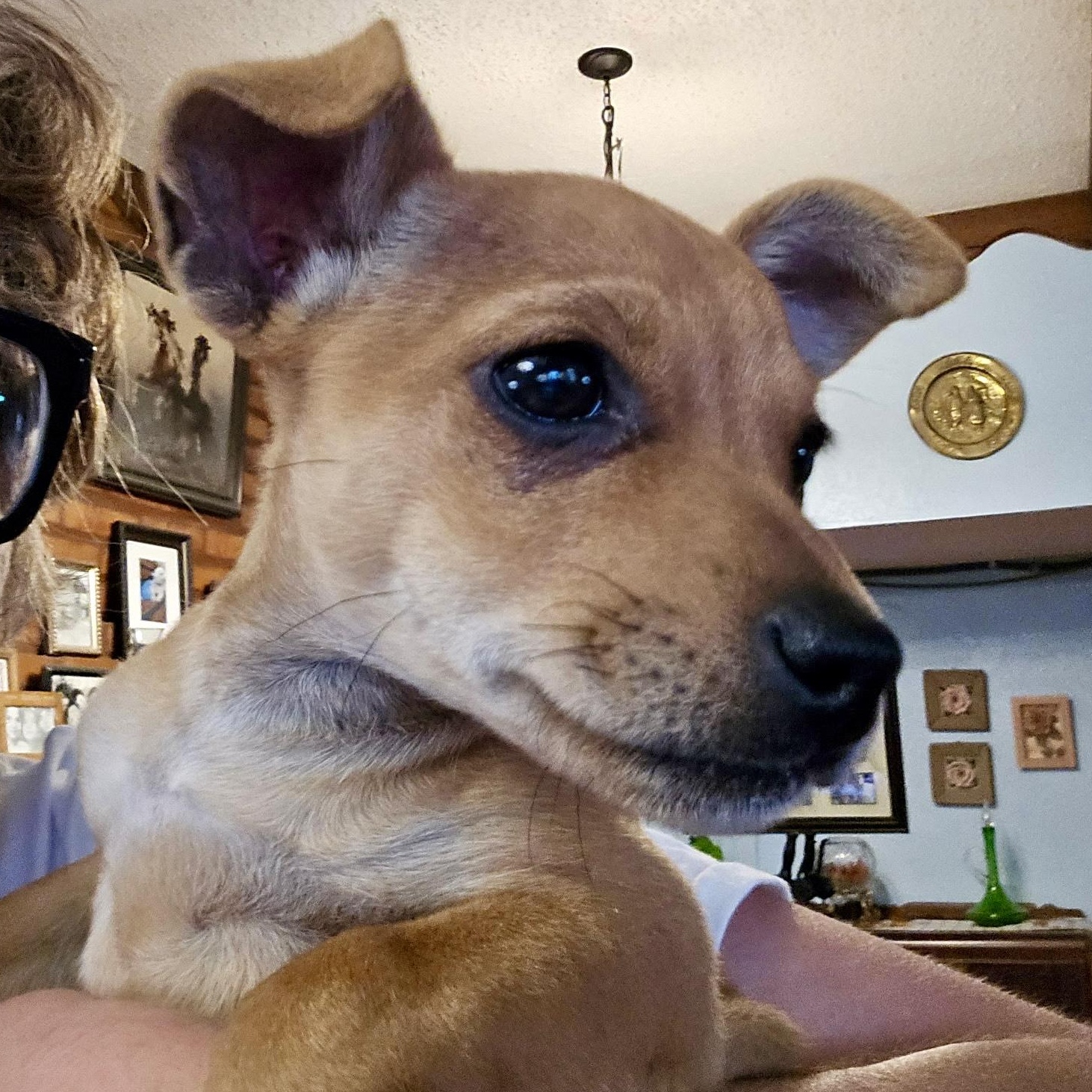 Enlarge Kai, a ADOPTABLE mixed breed in Marfa, TX image 2/5