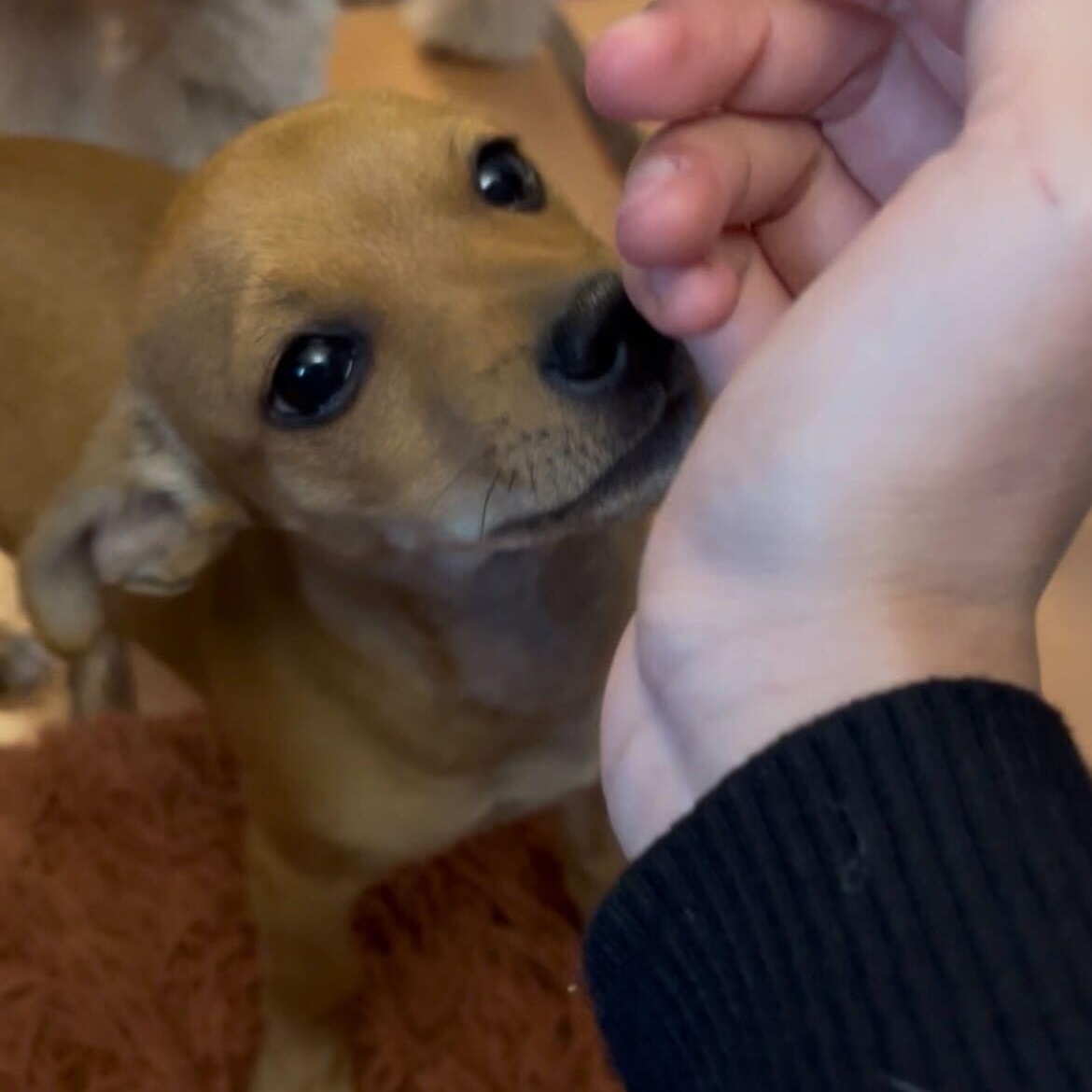 Enlarge Kai, a ADOPTABLE mixed breed in Marfa, TX image 4/5