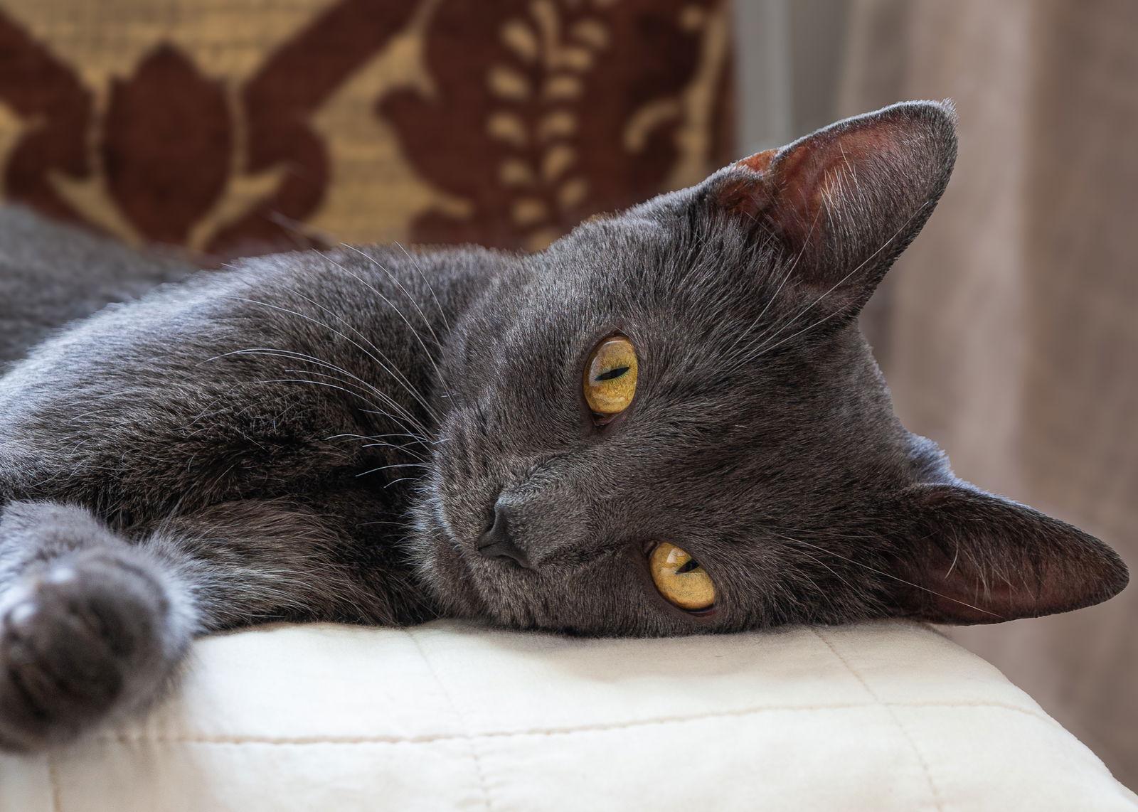 ANNIE, Adoptable, Young Female Domestic Short Hair.