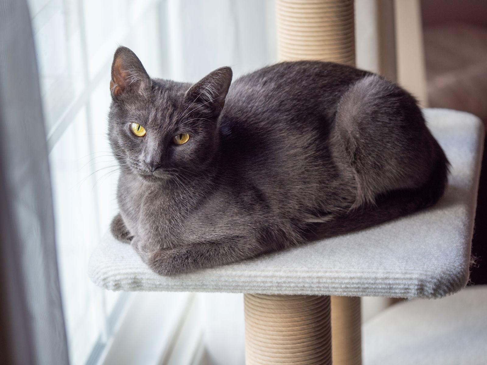 Enlarge ANNIE, a Adoptable Domestic Short Hair in Northfield, OH image 2/3