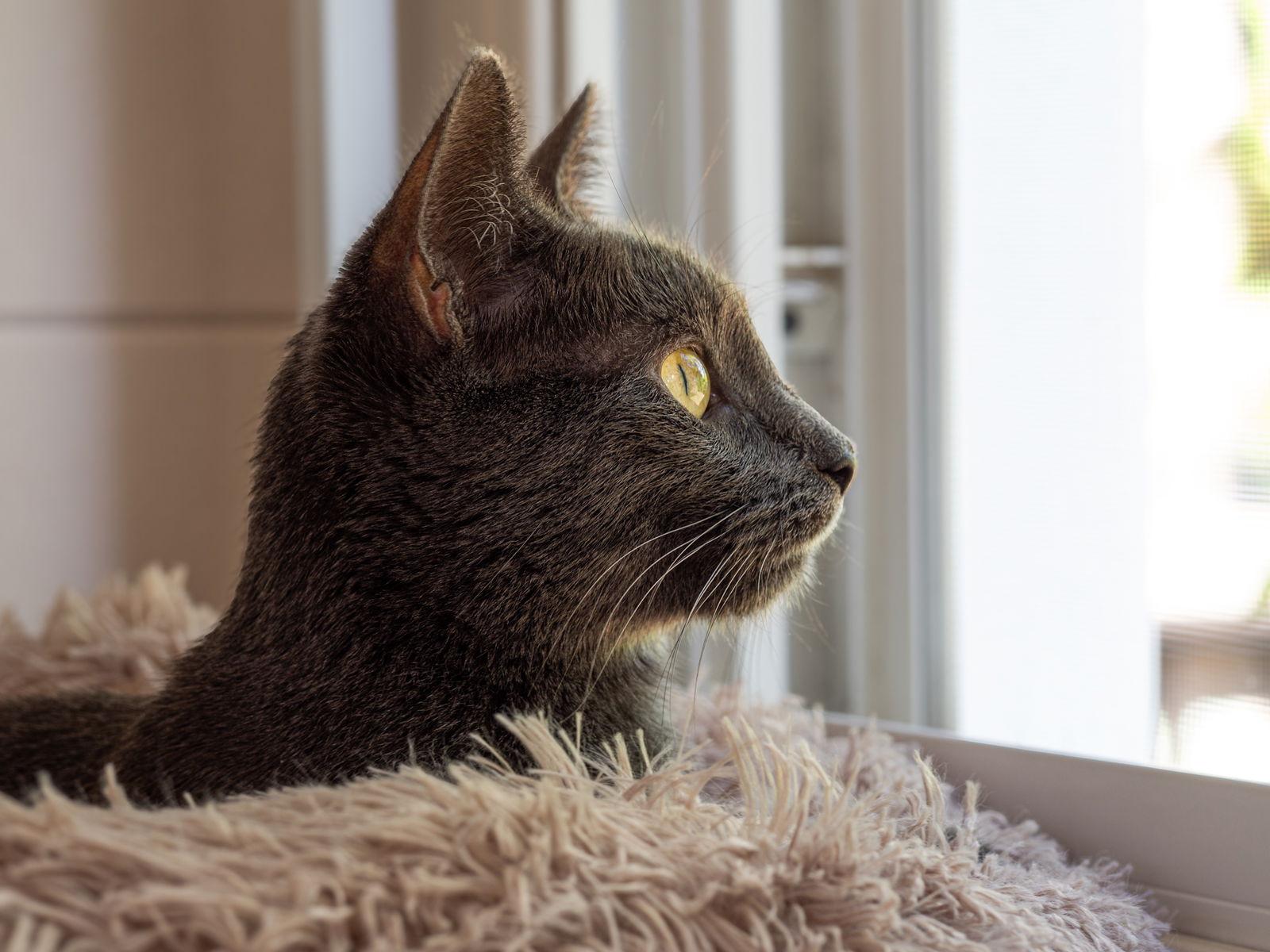 Enlarge ANNIE, a Adoptable Domestic Short Hair in Northfield, OH image 3/3