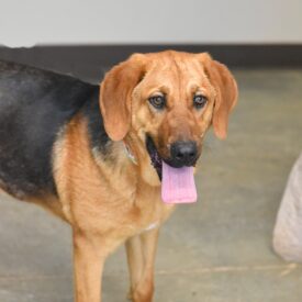 Rosey, Adoptable, Adult Female Bloodhound.