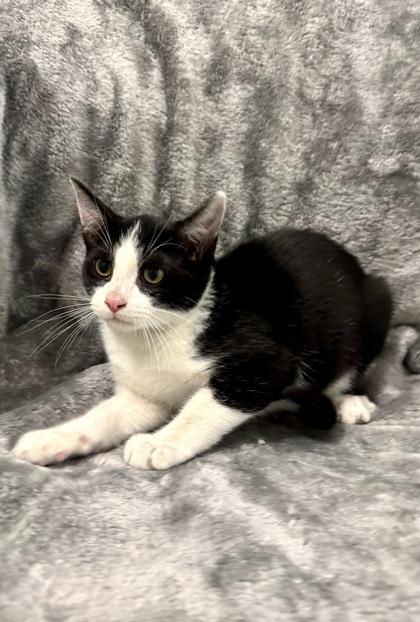 Navy, Adoptable, Young Male Domestic Short Hair.