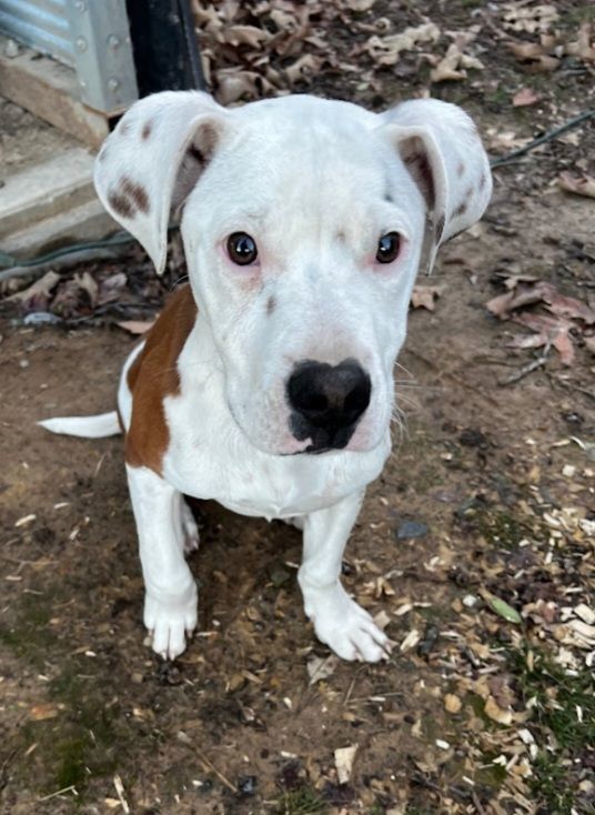 Louie Armstrong , an adopted Labrador Retriever Mix in Zimmerman, MN_image-1