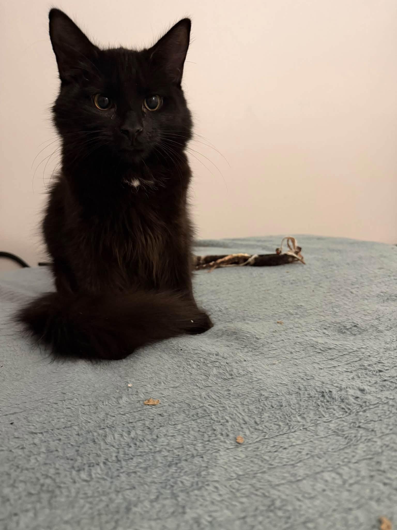 Enlarge Forbidden Chocolate & Moose Tracks - kittens, a Adoptable Domestic Long Hair in Enfield, CT image 1/6