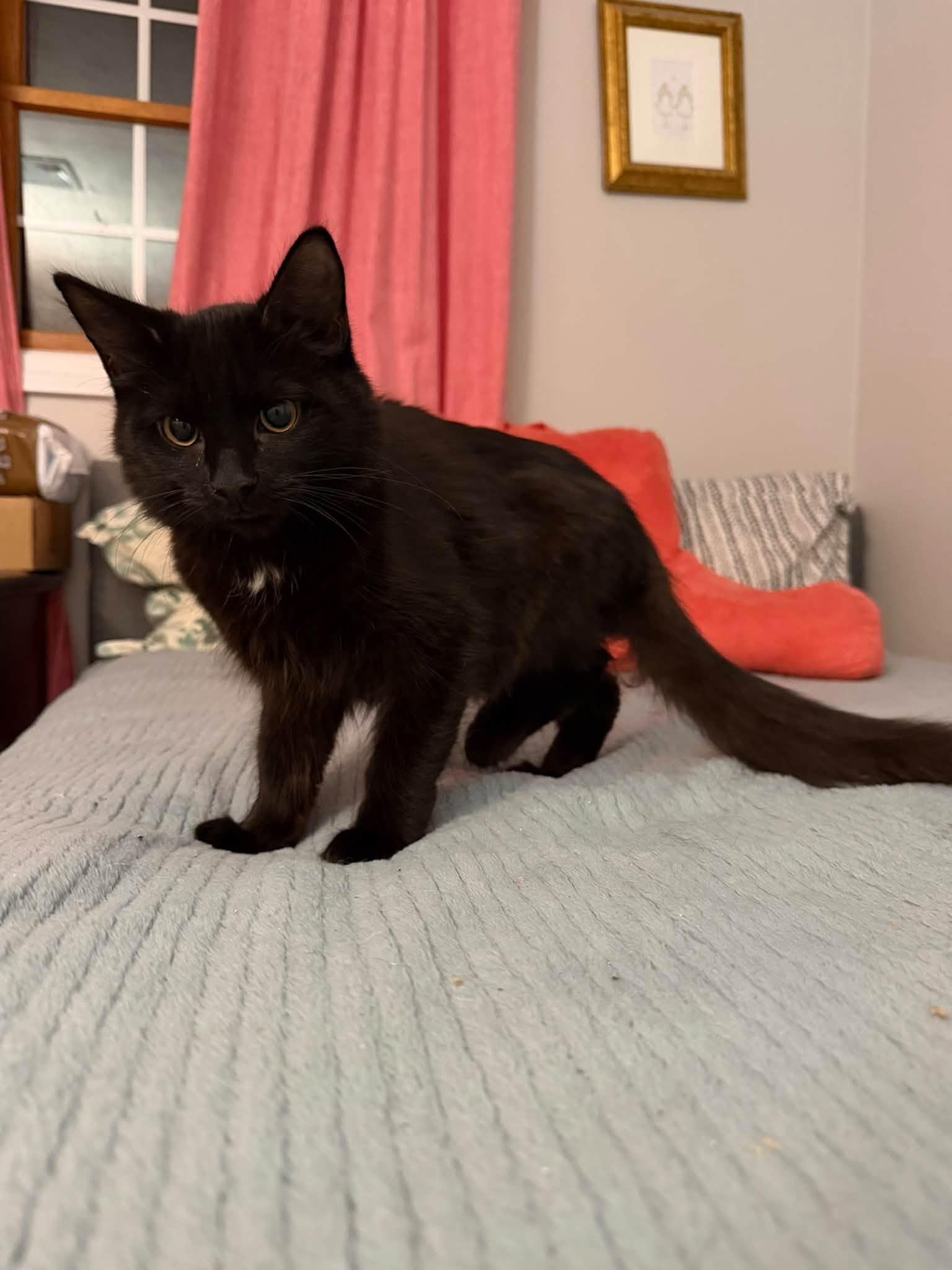 Enlarge Forbidden Chocolate & Moose Tracks - kittens, a Adoptable Domestic Long Hair in Enfield, CT image 2/6