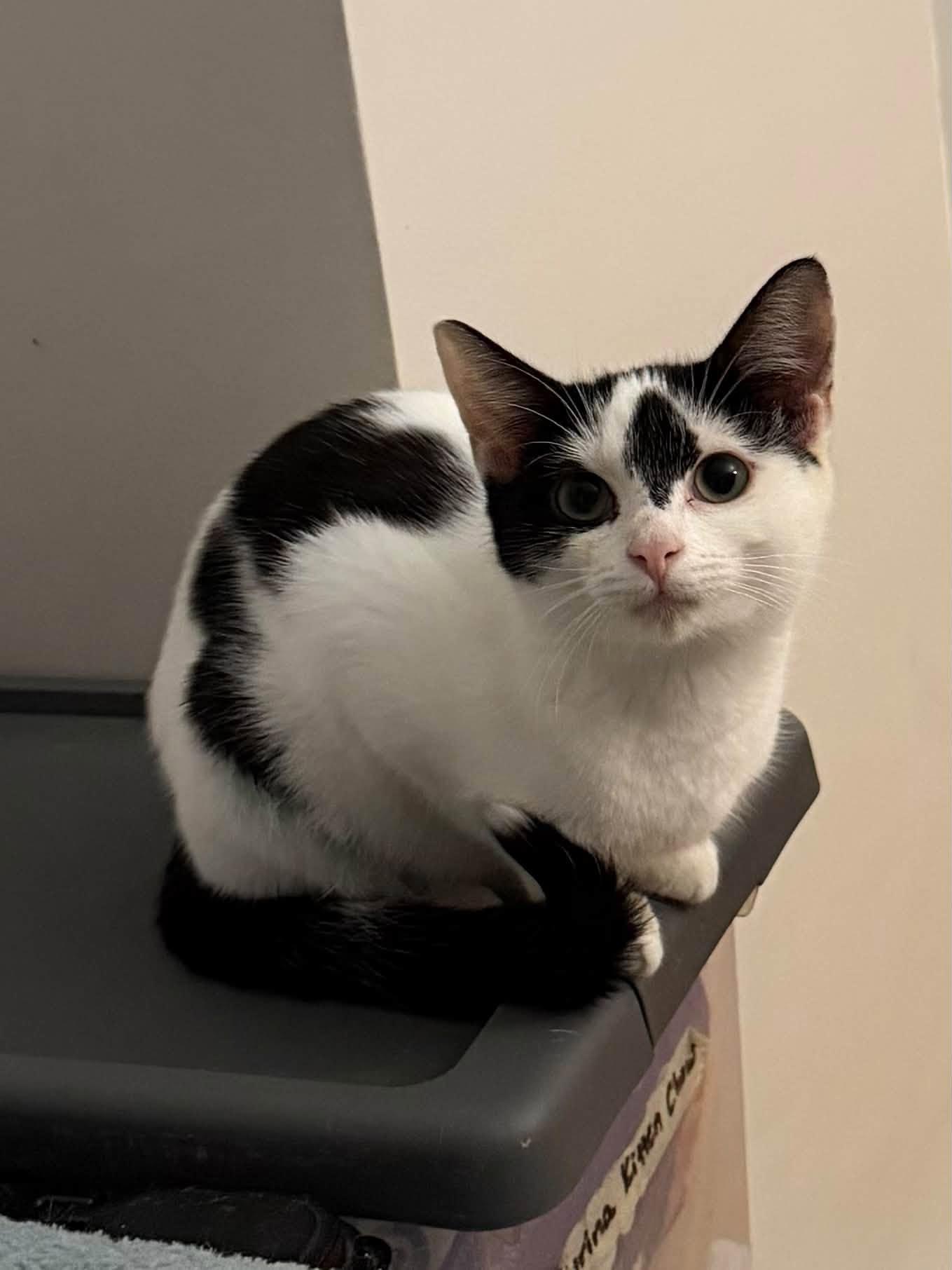 Enlarge Forbidden Chocolate & Moose Tracks - kittens, a Adoptable Domestic Long Hair in Enfield, CT image 3/6