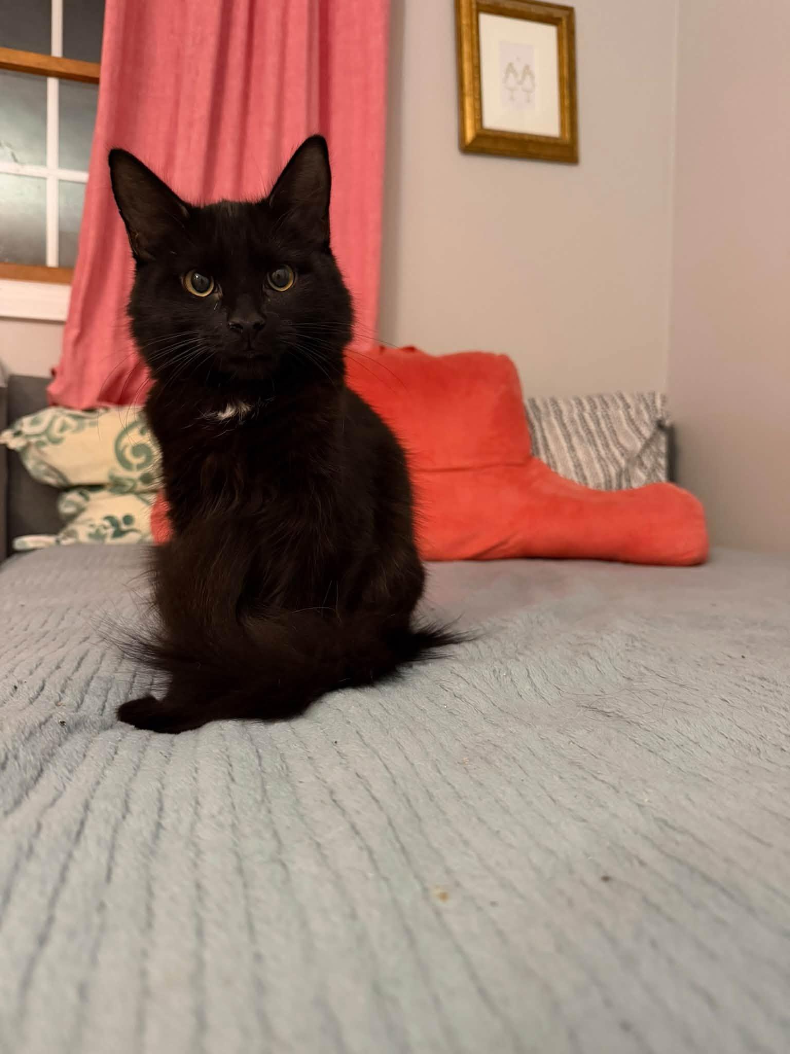 Enlarge Forbidden Chocolate & Moose Tracks - kittens, a Adoptable Domestic Long Hair in Enfield, CT image 4/6