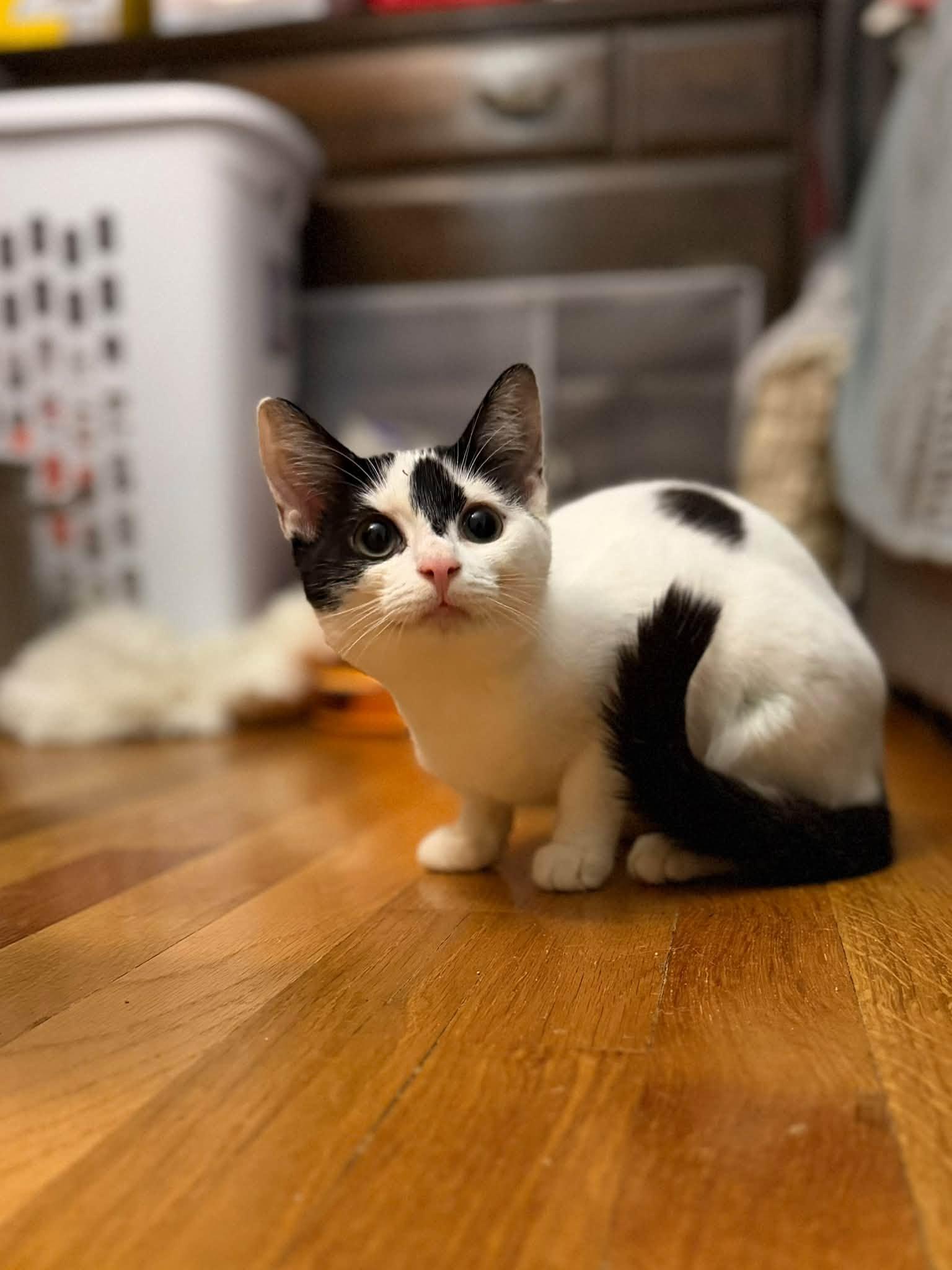 Enlarge Forbidden Chocolate & Moose Tracks - kittens, a Adoptable Domestic Long Hair in Enfield, CT image 5/6