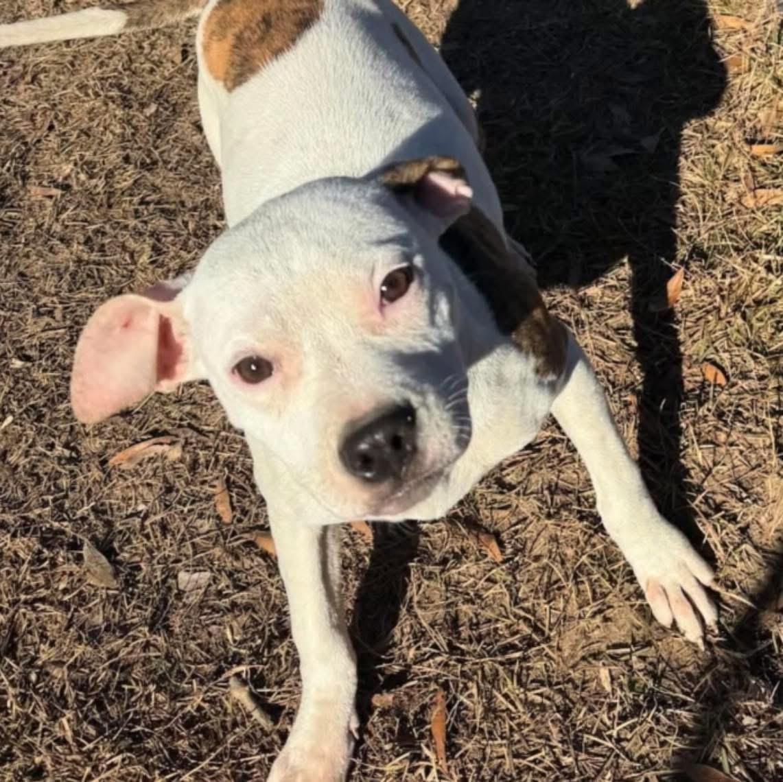 WINTER - Sponsored Adoption Fee!!