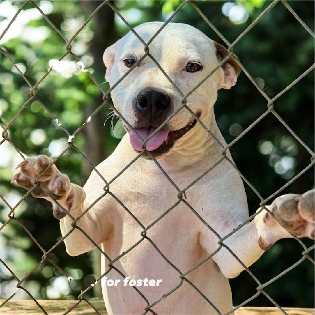 Enlarge WINTER - Sponsored Adoption Fee!!, a Adoptable Pit Bull Terrier in Fosters, AL image 1/6