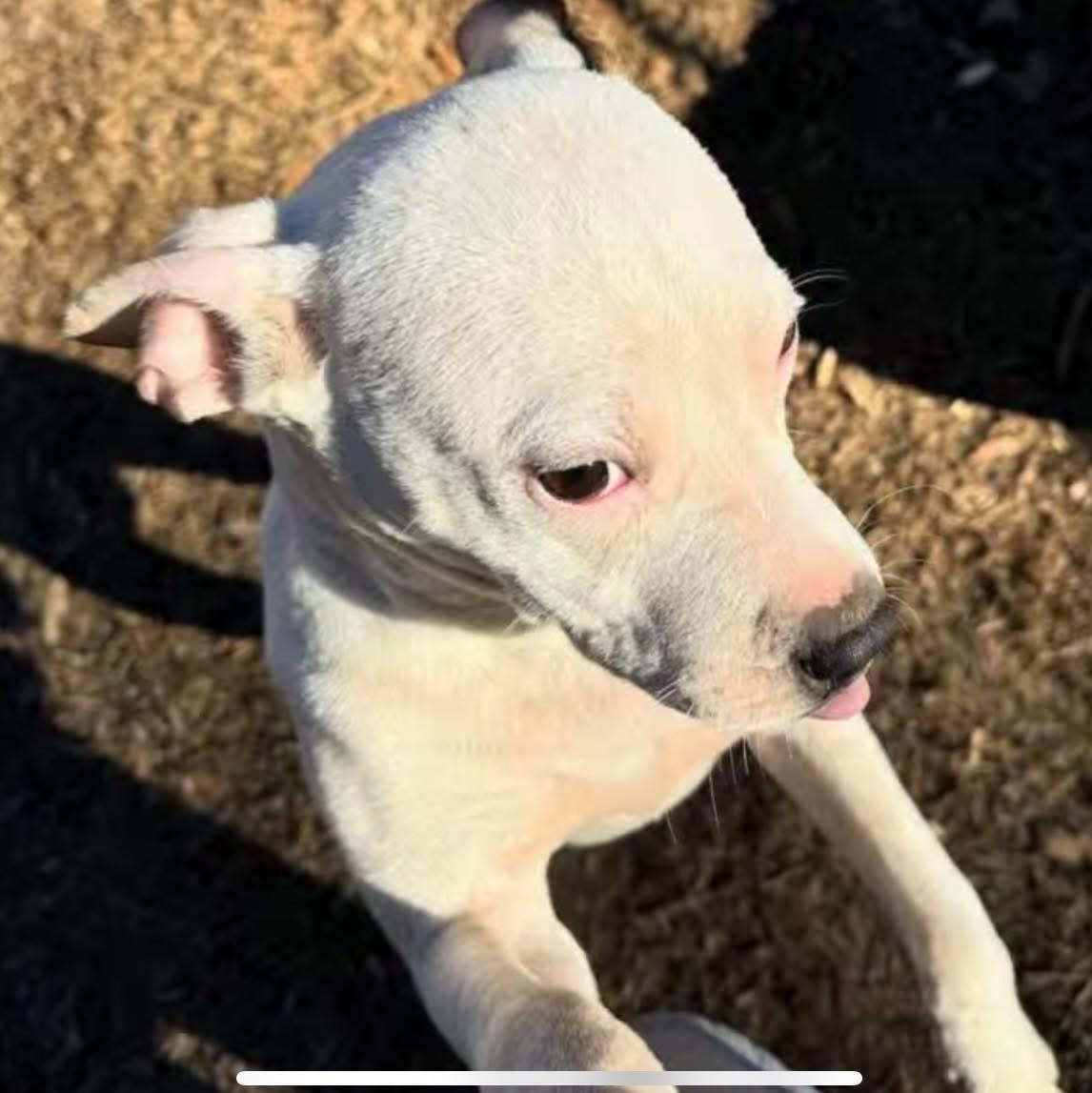 Enlarge WINTER - Sponsored Adoption Fee!!, a Adoptable Pit Bull Terrier in Fosters, AL image 4/6