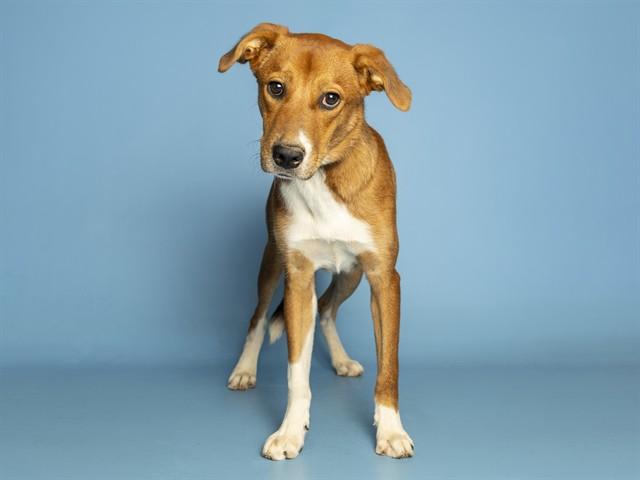SPARKY, Adoptable, Young Male Black Mouth Cur.
