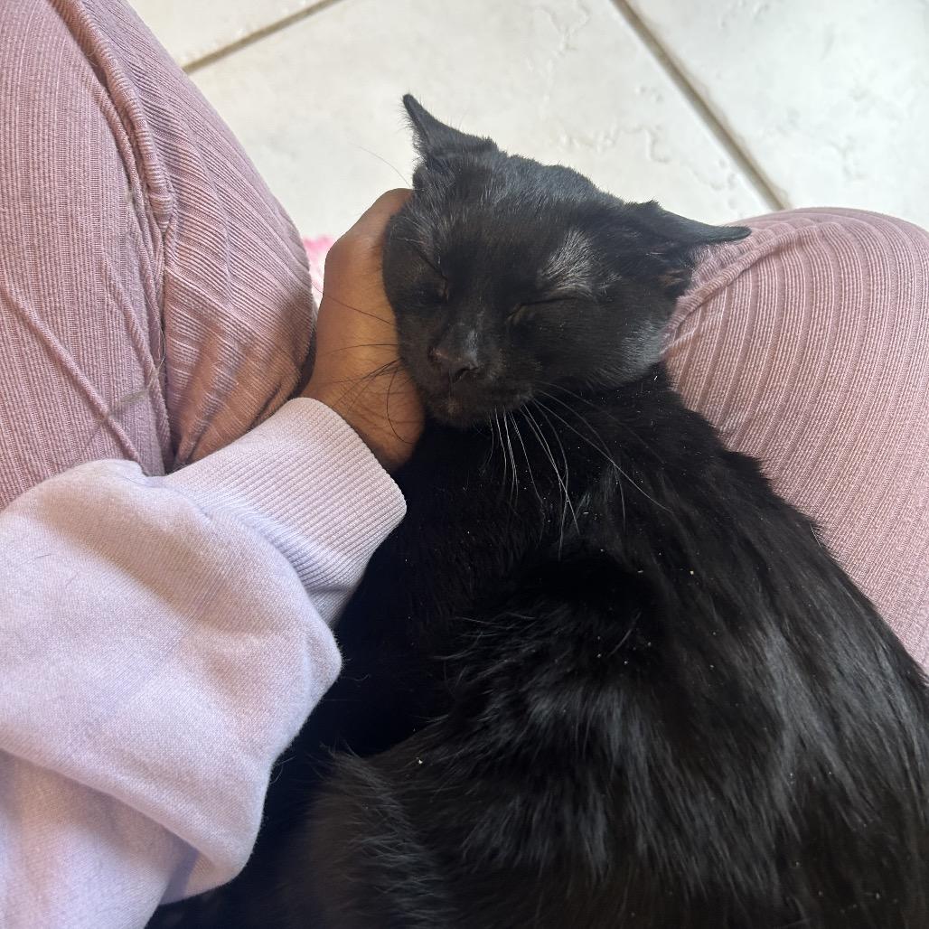 Plato — thumbnail 2