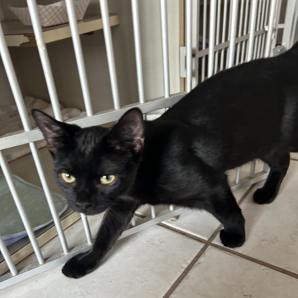 Plato — thumbnail 3