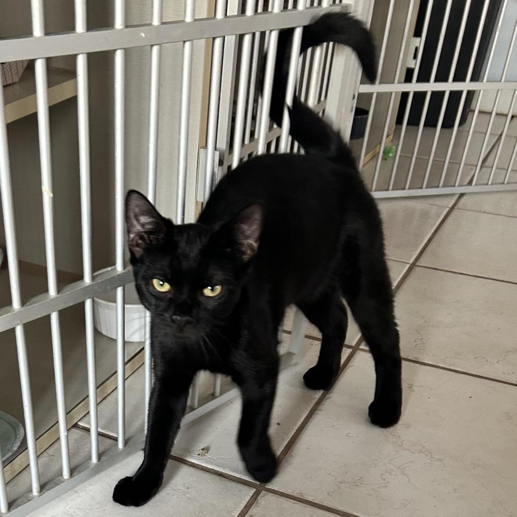 Plato — thumbnail 4