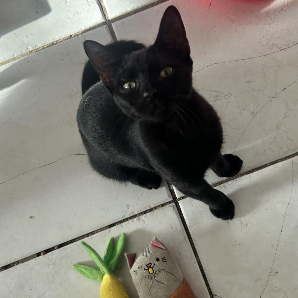 Plato — thumbnail 5