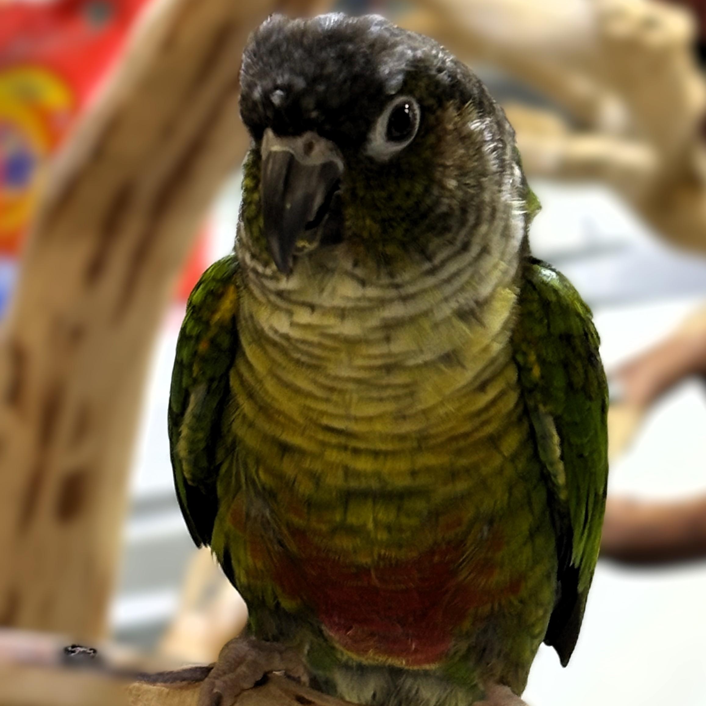 Pepper photo