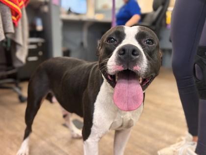 Enlarge Texas Pete, a Adoptable mixed breed in Gainesville, FL image 1/3